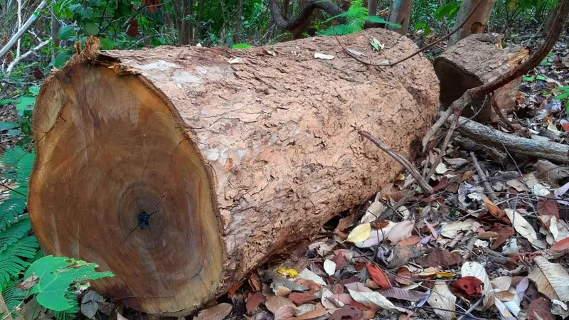 Một lóng gỗ khổng lồ còn để lại hiện trường​