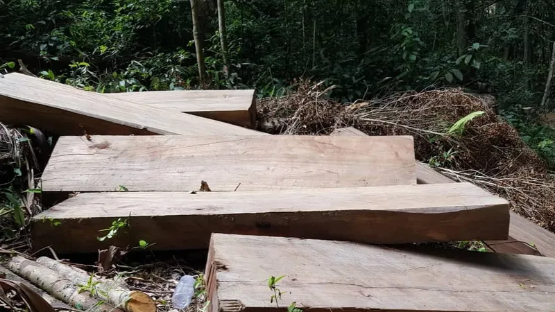 Khởi tố, bắt tạm giam đối tượng cưa hạ gỗ trái phép