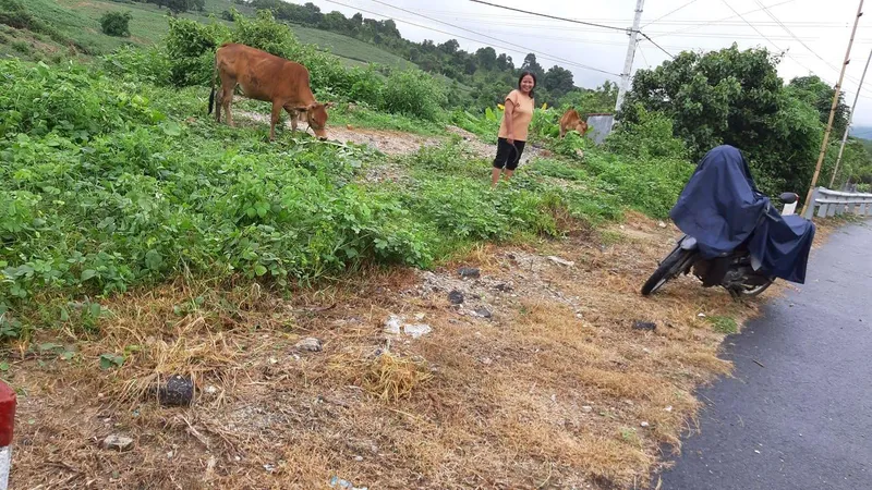 Hai cá nhân bị kỷ luật liên quan đến việc phun thuốc diệt cỏ trên quốc lộ