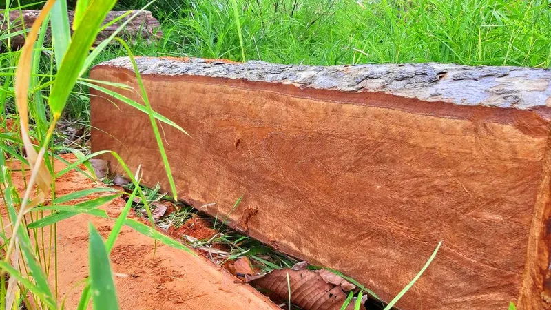 Rừng bị đốn hạ la liệt ở huyện biên giới Chư Prông (Gia Lai)