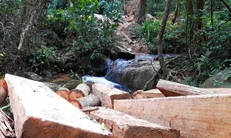 Điều tra đối tượng “xẻ thịt” rừng Kon Tum