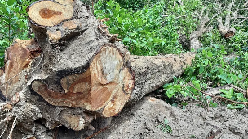 Một cây gỗ giáng hương bị cưa hạ