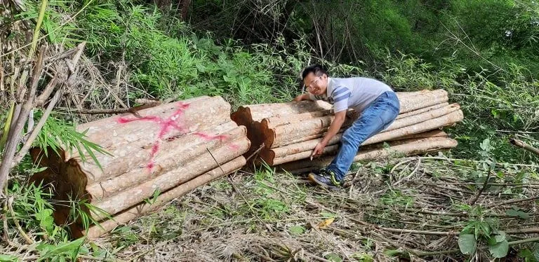 Đề nghị kiểm điểm trách nhiệm 2 ban quản lý rừng vì để phá rừng