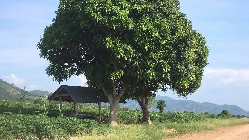 Điều tra vụ kiểm lâm bị đâm khi mật phục để bắt gỗ lậu 