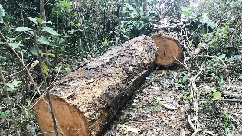 Gỗ còn lại tại hiện trường
