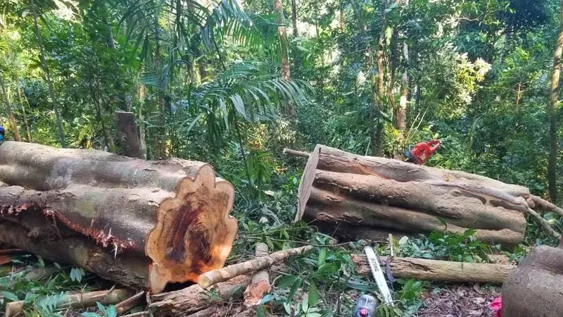 Khởi tố lâm tặc cưa hạ gỗ gõ cổ thụ