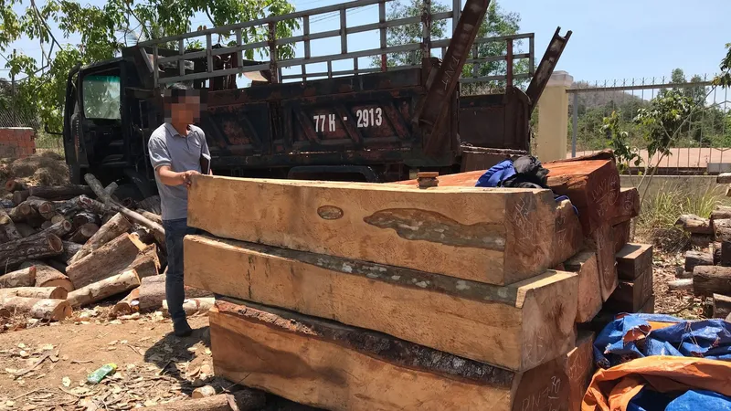 Khởi tố vụ cưa hạ trái phép 119 cây gỗ 