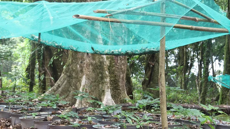 Kon Tum mua sắm máy móc để giám định “quốc bảo” sâm Ngọc Linh