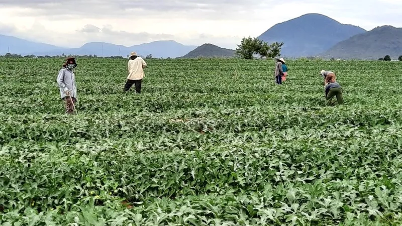 Dưa hấu ở Krông Pa