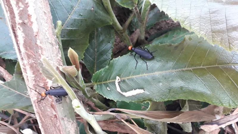 Ăn côn trùng lạ khiến 3 người ngộ độc ở Gia Lai: Xác định là sâu ban miêu, rất độc, gây hủy hoại cơ quan trong cơ thể