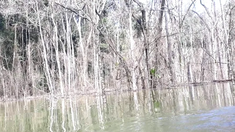 Kon Tum: Đề nghị công an điều tra vụ thuỷ điện tích nước làm chết hơn 25 hecta rừng