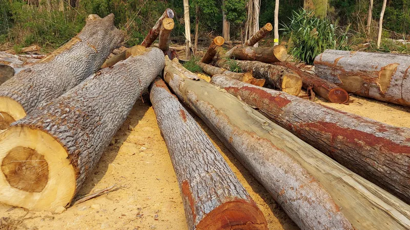 Công ty lâm nghiệp để xảy ra khai thác, cất giấu trái phép hơn 941m³ gỗ trong 3 năm