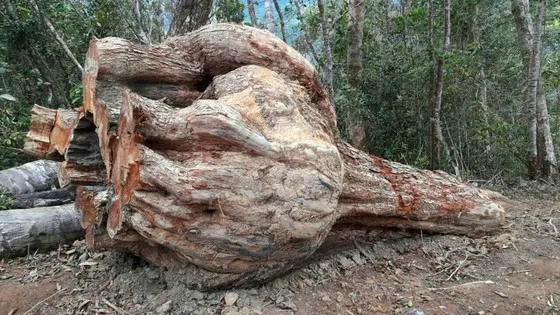 Điều tra vụ phá hơn 2,2ha rừng phòng hộ tại Gia Lai 