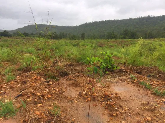 Khởi tố vụ tàn phá 4.400m² rừng phòng hộ ở Hbông