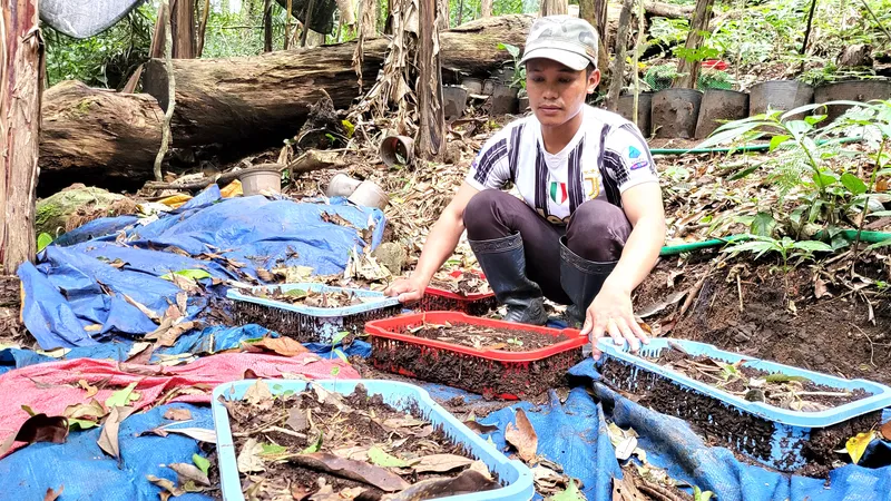 Đã xác định nguyên nhân sâm Ngọc Linh chết hàng loạt