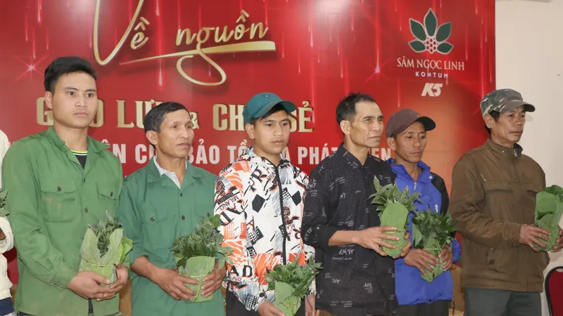 Hỗ trợ 10.000 cây sâm Ngọc Linh giống cho hộ nghèo có sâm bị chết