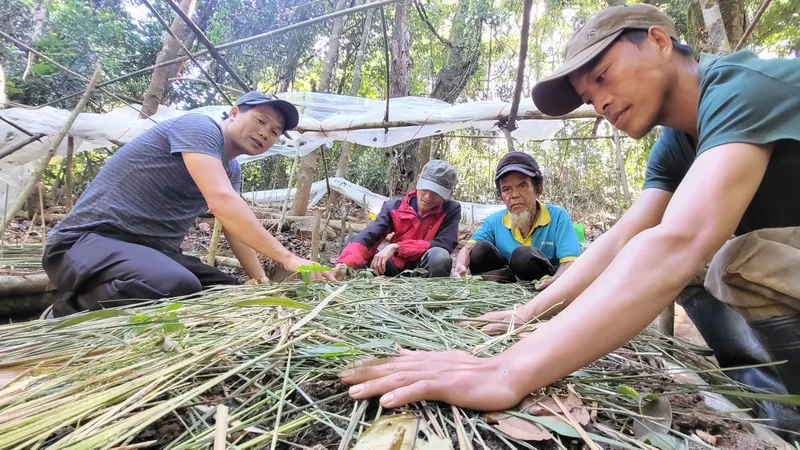 Kon Tum: Khoanh nợ cho dân trồng sâm Ngọc Linh