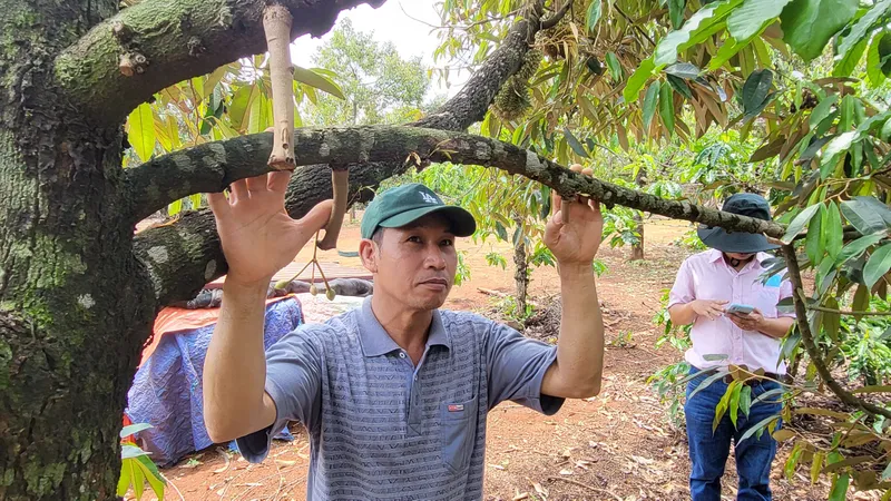 Sầu riêng rụng quả non, dân thất thu 