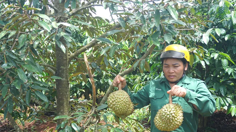Vườn sầu riêng trĩu quả bị kẻ xấu phá hoại