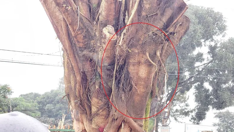 Di dời cây si có hình dạng "giống mặt người" vào khuôn viên nhà thờ