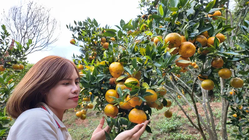 Chiêm ngưỡng vườn quýt ngọt độc nhất trên đèo Măng Rơi 
