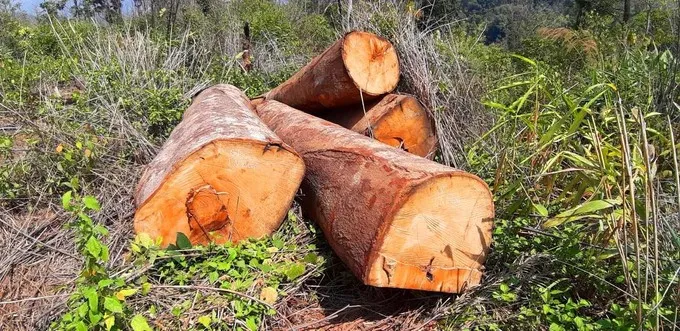 Kon Tum: Bắt giữ 5 lâm tặc khai thác gỗ trái phép