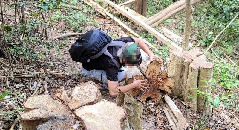 Cảnh cáo giám đốc công ty lâm nghiệp vì để lâm tặc cưa hạ 218m³ gỗ 