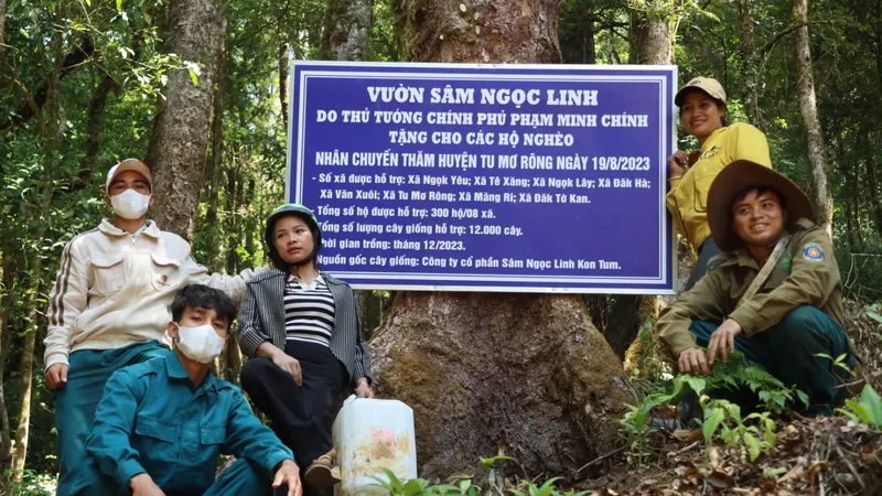  Vườn sâm thoát nghèo