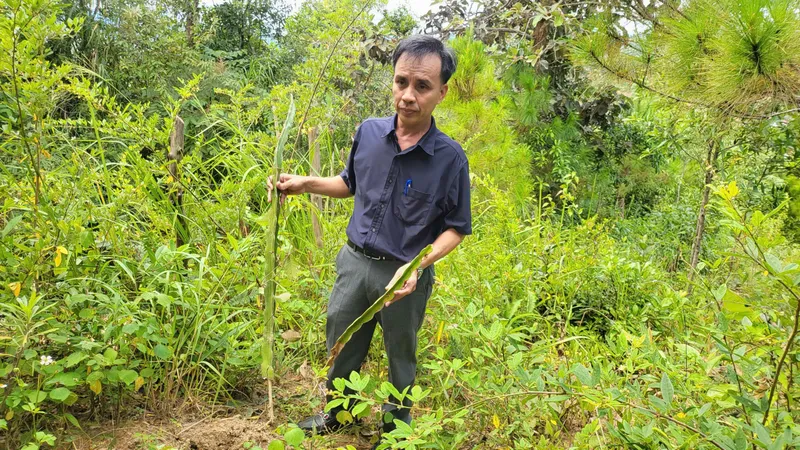 Kon Tum: Trồng cây, xây chòi trái phép trong phạm vi đường bộ để chờ đền bù