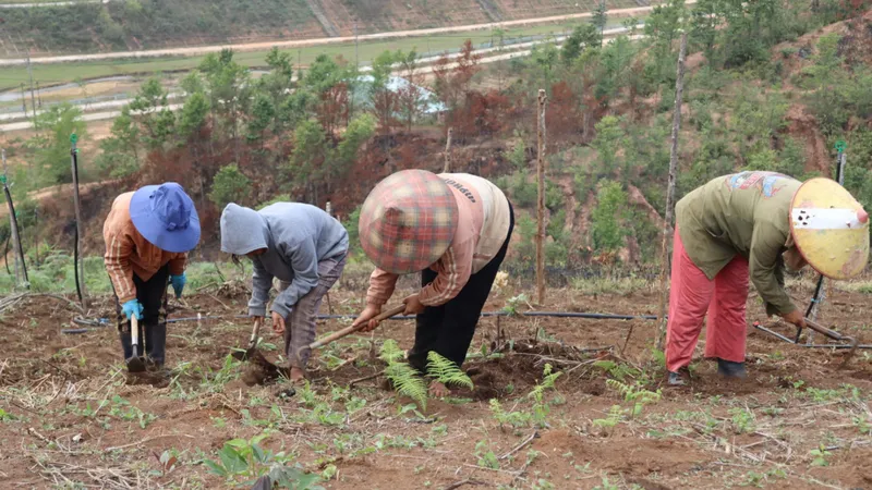 Làm giàu nhờ kinh doanh dược liệu Kon Tum
