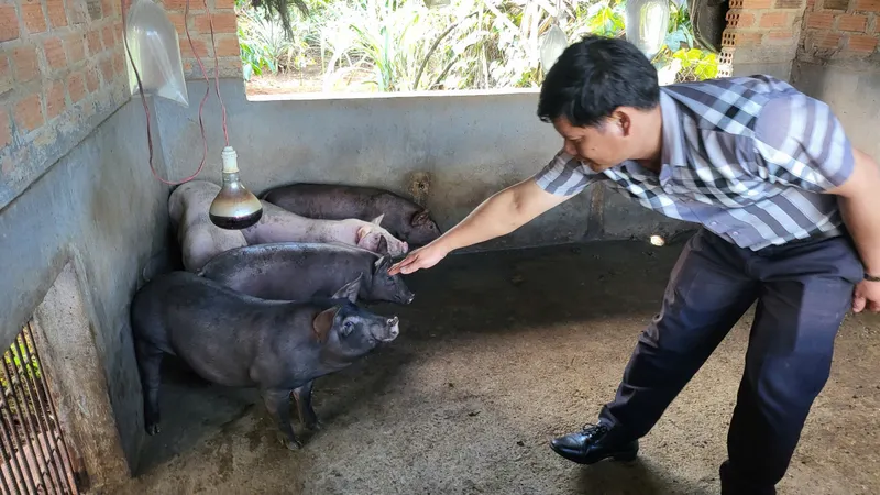 Vụ heo cấp cho hộ nghèo chết hàng loạt: Đã khống chế thành công ổ dịch tại 2 làng