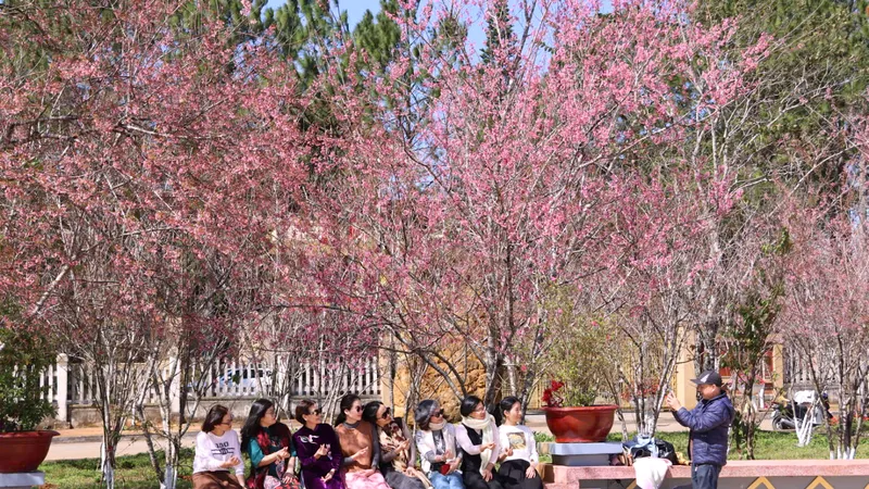 Hoa anh đào nhuộm hồng Măng Đen