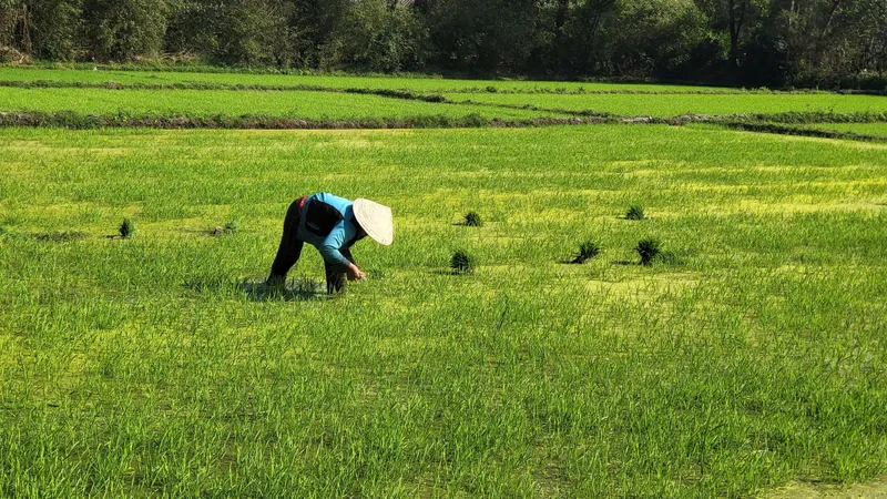 Mồng 3 Tết, nông dân Giang Hải ra đồng chăm sóc lúa, đậu