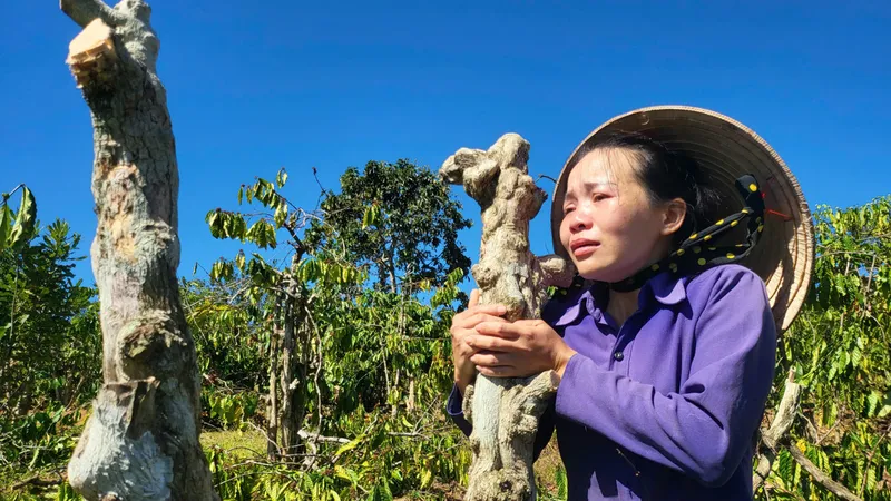 Điều tra vụ vườn cà phê, hồ tiêu, sầu riêng của dân bị chặt phá hàng loạt