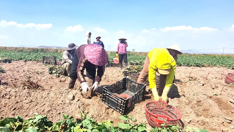 Nông dân trồng khoai lang trúng đậm