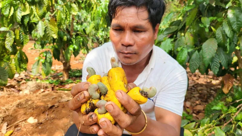 Điều mất mùa, nông dân thất thu 