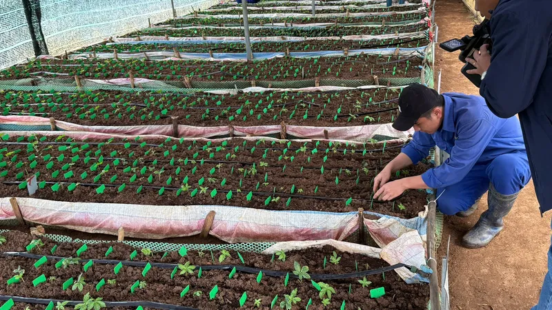 Kon Tum chính thức đình chỉ mã số vùng trồng sâm Ngọc Linh cấp bất thường cho doanh nghiệp