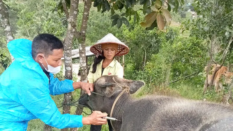 Quảng Ngãi: Phát hiện đàn bò nghi mắc bệnh lở mồm long móng