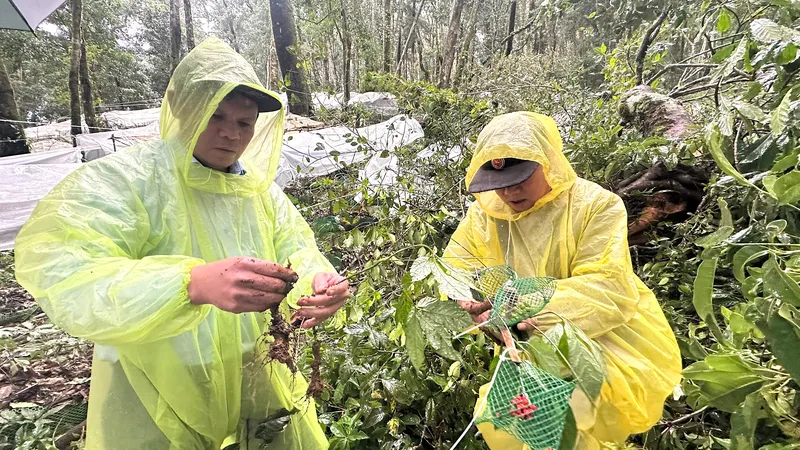 Ông Nguyễn Đức Tuy (bên trái), Phó Bí thư Tỉnh ủy Quảng Ngãi kiểm tra sâm bị thiệt hại do bão tại khu vực rừng già ở xã Măng Ri. Ảnh: PXQ