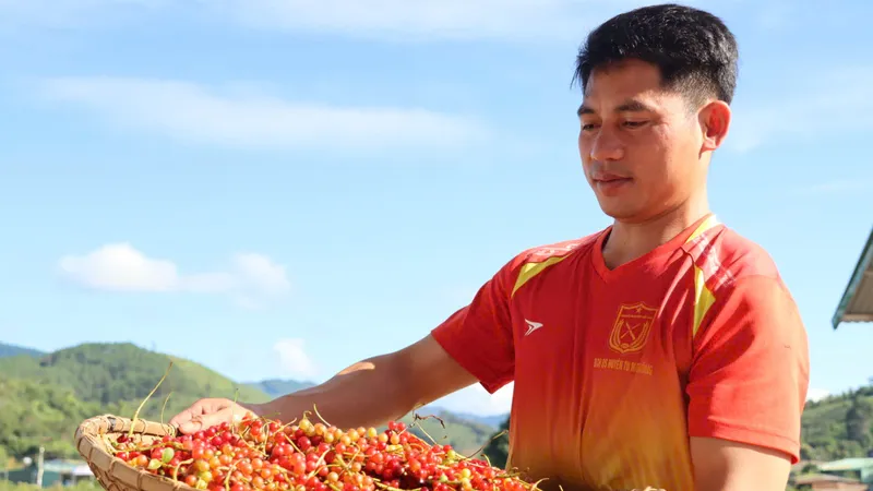 Quảng Ngãi: Đồng bào Xơ Đăng trúng mùa ngũ vị tử