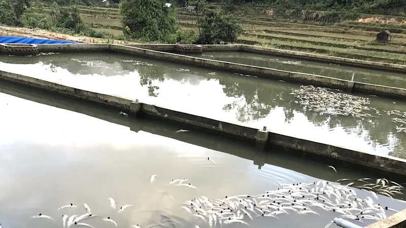 Quảng Ngãi: Mưa lớn gây thiệt hại tiền tỷ tại các trại nuôi cá tầm 