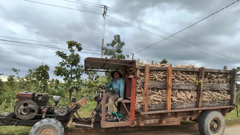 Mì rớt giá, nông dân ở Gia Lai, Quảng Ngãi thua lỗ