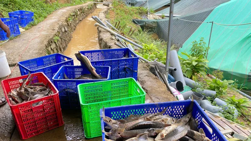 Quảng Ngãi: Sạt lở núi gây thiệt hại 70 tấn cá tầm
