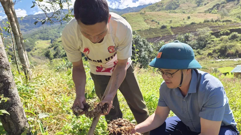 Ông Nguyễn Thanh Thủy (bên phải), Phó Chủ tịch UBND xã Đăk Sao cùng người dân kiểm tra hiệu quả mô hình liên kết trồng gừng