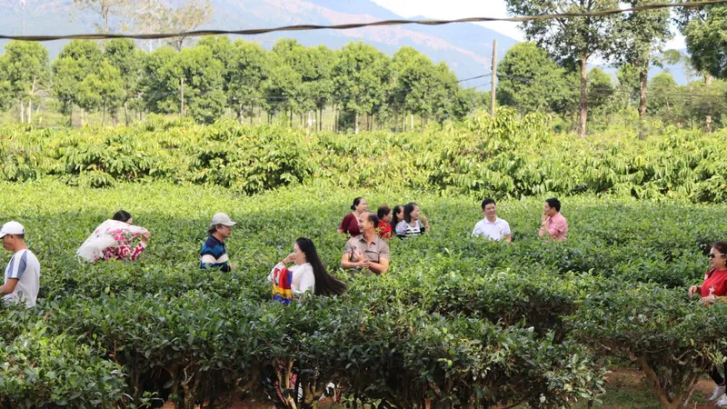 Du khách thích thú tham quan hàng thông trăm tuổi ở Biển Hồ