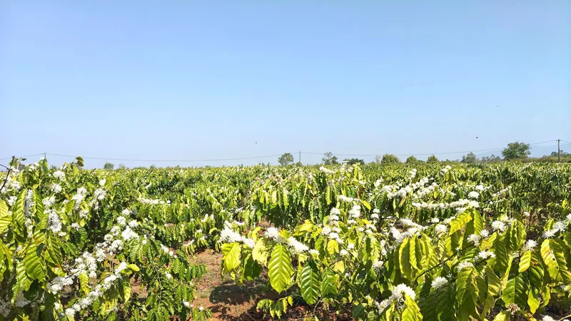 Gia Lai: Hoa cà phê nở trắng đồi