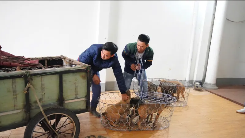 Gia Lai: Triệt phá đường dây bắt trộm khoảng 5.200 con chó 
