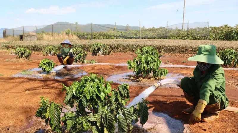 Gia Lai: Tất bật chống hạn cho cà phê
