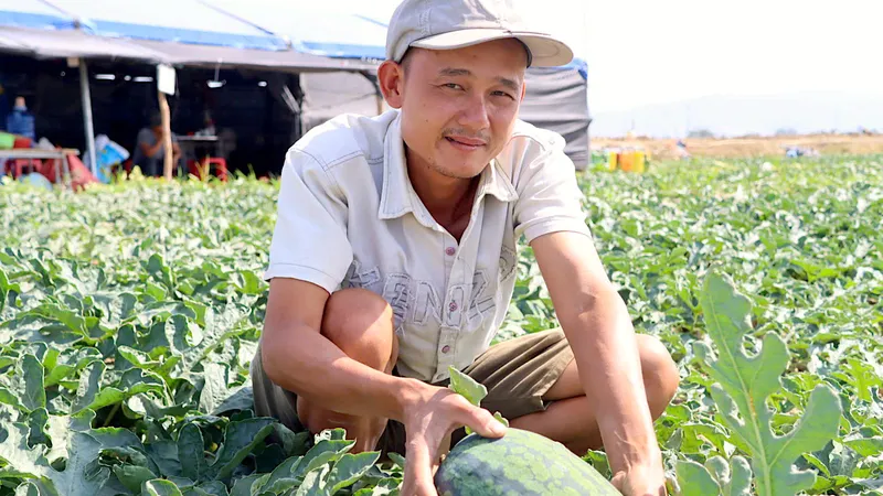 Gia Lai: Nông dân đón tết trên ruộng dưa, chờ hái quả ngọt