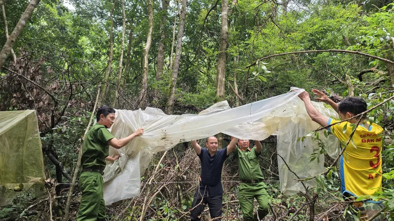 Quảng Ngãi hỗ trợ đồng bào Xơ Đăng khôi phục vườn sâm sau mưa đá